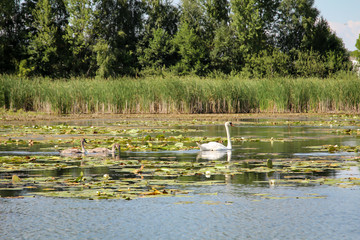 Ein Schwan mit Nachwuchs auf einem Teich.