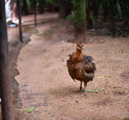 brown bird of class chicken in green thickets