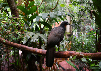 black bird in vivo in a national park in brazil