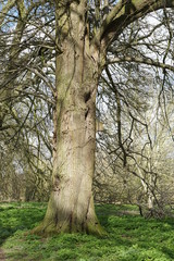 Old trees, Avenue, East Town Park, Haverhill, UK
