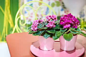 Violets in flower pots