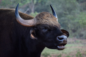 buffalo