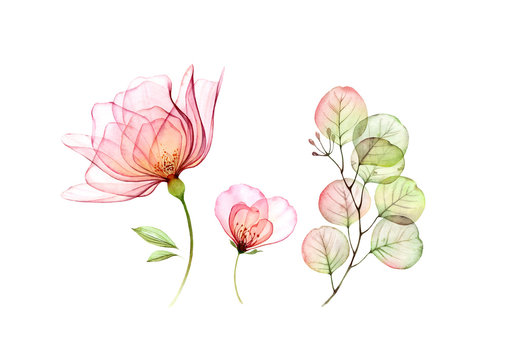 Watercolor Rose floral set. Transparent big and small flowers, Eucalyptus branch isolated on white. Botanical illustration for cards, wedding design