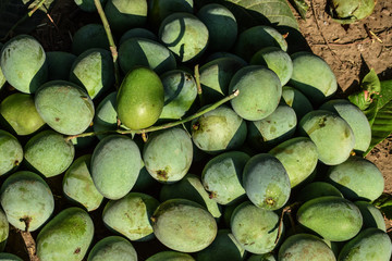 Raw mangoes