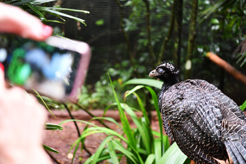 black bird in vivo in a national park in brazil