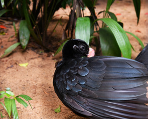 black bird in vivo in a national park in brazil
