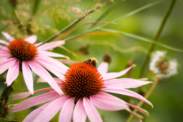 Large yellow black bumblebee crawls on red pink Echinacea flower and pollinates. Perennial and very beautiful medicinal plant Echinacea on green blurred background, close-up, selective focus