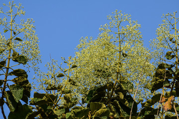 leaves of a tree in spring