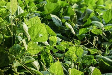 green plants in the garden