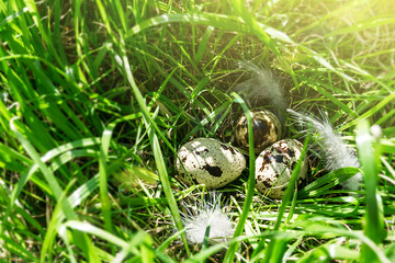 Three quail eggs blurred background green grass and sunlight Easter concept Natural product organic eggs