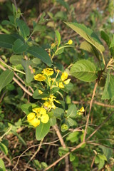 Amarelo cor de flor