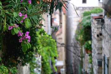 Plants and gardens in the narrow alley of town Hvar, on island Hvar, Croatia. Selective focus.