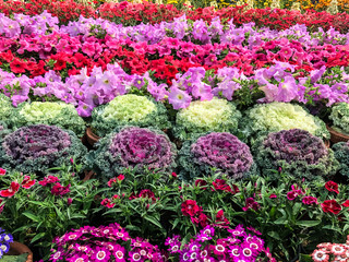flowers in the garden