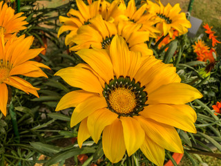 yellow flowers in the garden