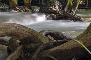 Fototapeta premium stream in forest