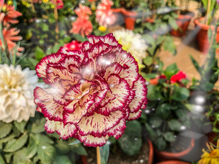 red flowers in the garden