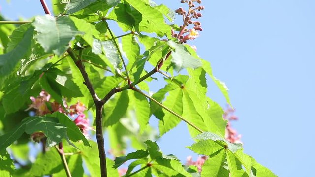 Beautiful pink chestnut blossom, sunny day, light breeze. Spring background. Slow motion video, dynamic scene. Close up.