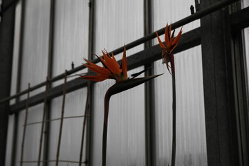 Fototapeta premium Strelitzie Paradiesvogel Blume