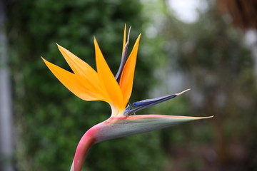 Fototapeta na wymiar Strelitzie Paradiesvogel Blume