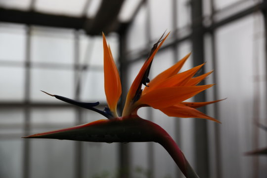 Strelitzie Paradiesvogel Blume