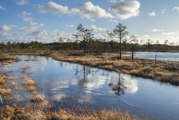Swamp pool surrounded by poor pines resembling natural bonsai trees.  Reflections on clean water that create horizontal symmetry. Typical moorland landscape. Suursoo raised bog in Estonia.