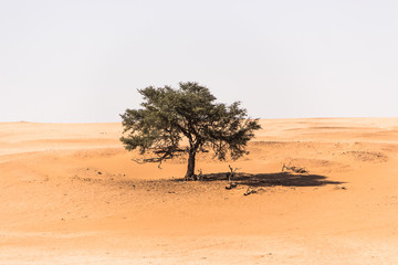 Fototapeta na wymiar alone tree in the middle of the desert