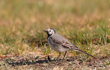 White wagtail (Motacilla alba) in spring