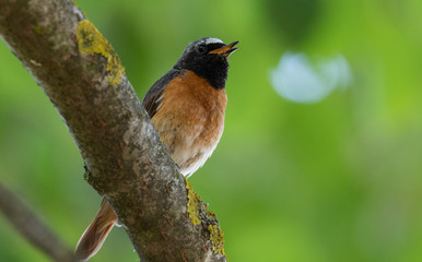 Common Redstart (Phoenicurus phoenicurus) on branch
