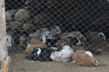 Cute Strayed Dogs In Dog Shelter