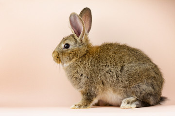 Rabbit on a beige background. Easter grey hare on a pastel pink background. Concept for the Easter holiday.