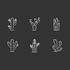 Cactuses chalk white icons set on black background. American desert plants. Family Cactaceae. Different prickly succulents. Arid area thorny wildflowers. Isolated vector chalkboard illustrations