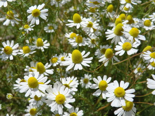 Fototapeta premium Daisies - Margherite
