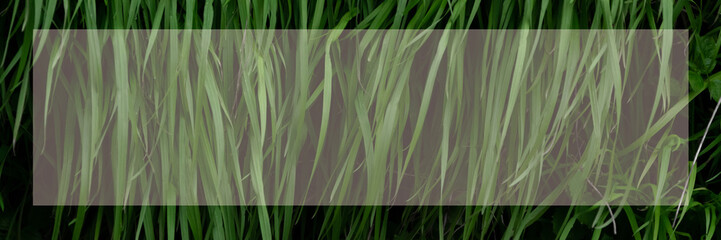 Grassy background with colorful frame, space for text