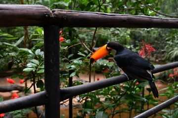 variegated black and yellow toucan in vivo in a national park in brazil