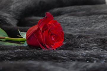 красивая красная роза лежащая на сером меху