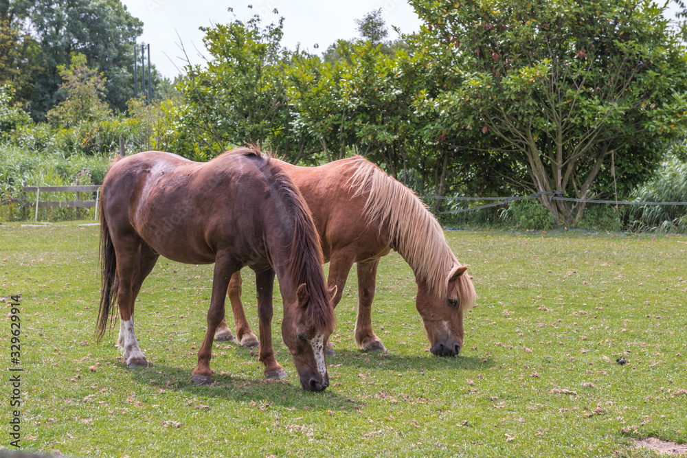 Wall mural two brown horses grazing in the field