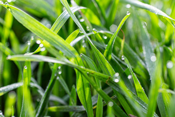 Morning dew on the grass in early spring.