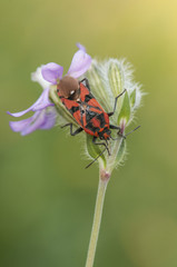 Spilostethus pandurus seed bugs eye-catching insect indicating it is poisonous perched on Silene flower