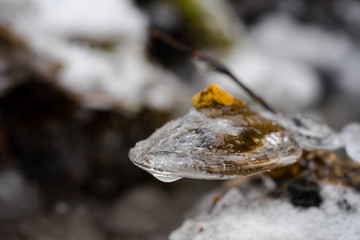 Canine teeth like ice capsules on branches in the river. Half transparent bubble, Fragile natural decorations created by temperature fallen below freezing. Arctic art in Estonia.