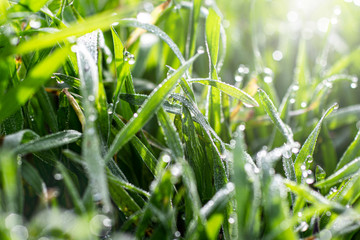 Morning dew on the grass in early spring.