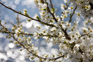 White flowers on the branches of wild cherry plum during spring flowering on a clear sunny day. Glare of light on the surface of the sea in the background.