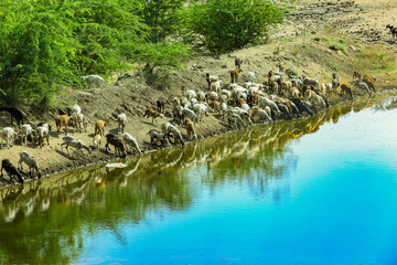 Fototapeta na wymiar Group Of White Goats In Green Dutch Meadow In The Netherlands Drink Water