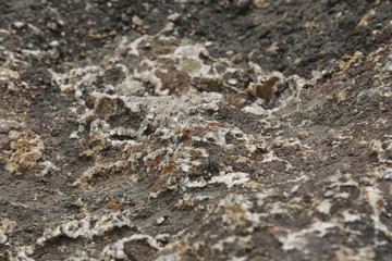 micro photo of white fungus
