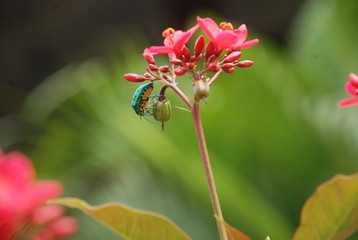 Pollination By Bees Colorful Flowers Gaillardia In The Garden