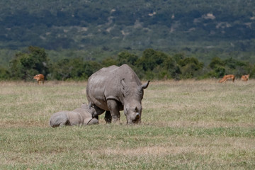Obraz premium Mother and calf white rhino