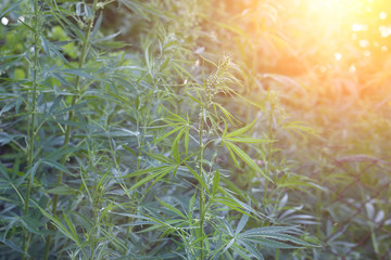 Fototapeta na wymiar hemp bushes in the open air. Illegal cultivation of narcotic drugs.