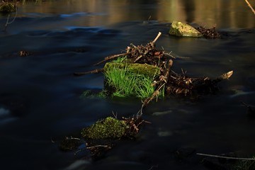 Grass in water