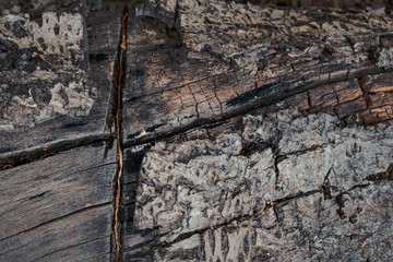madera agrietada y vieja. textura de corteza. macro de arbol maltratado