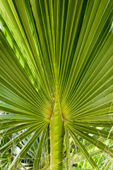 close-up of green tropical palm leaf