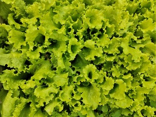 Background, texture of bright, juicy, green, edible lettuce leaves shot from above.